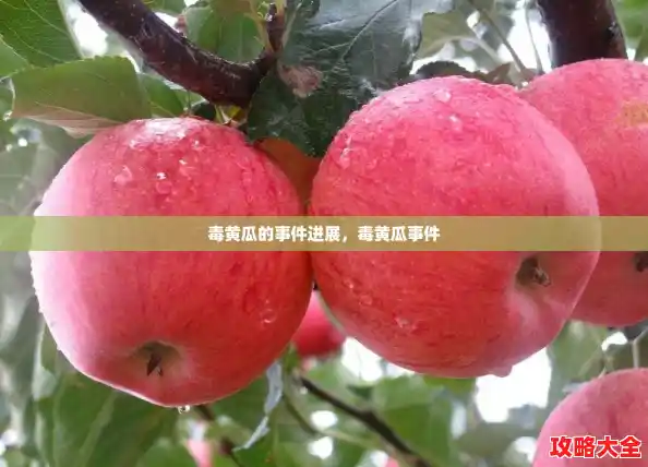 毒黄瓜的事件进展,毒黄瓜事件 毒黄瓜的事件进展,毒黄瓜事件