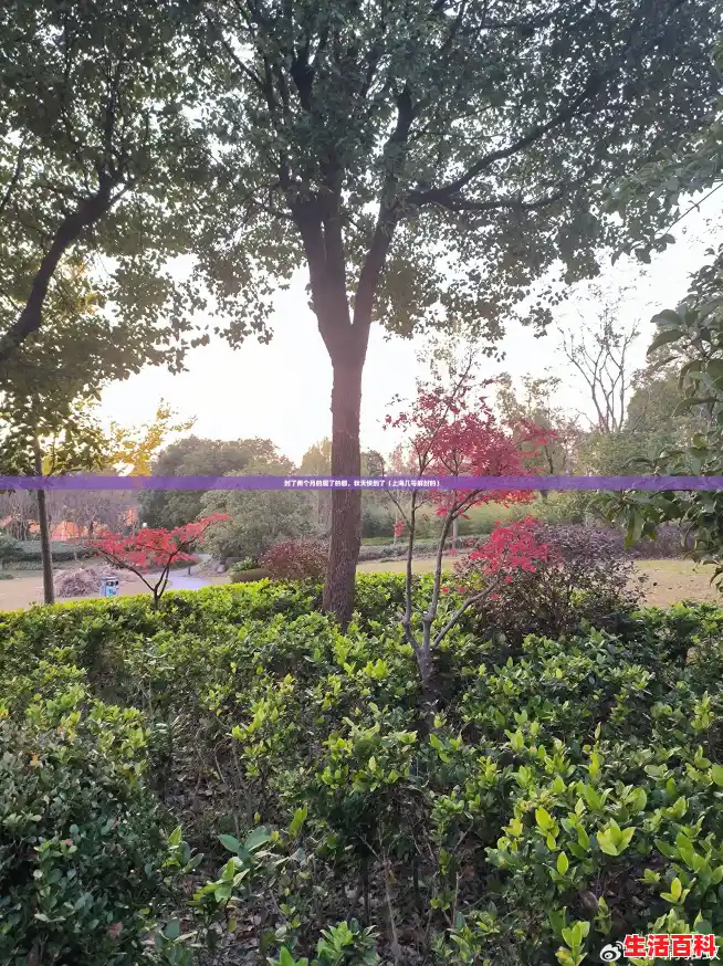 封了两个月的魔了的都，秋天快到了（上海几号解封的）