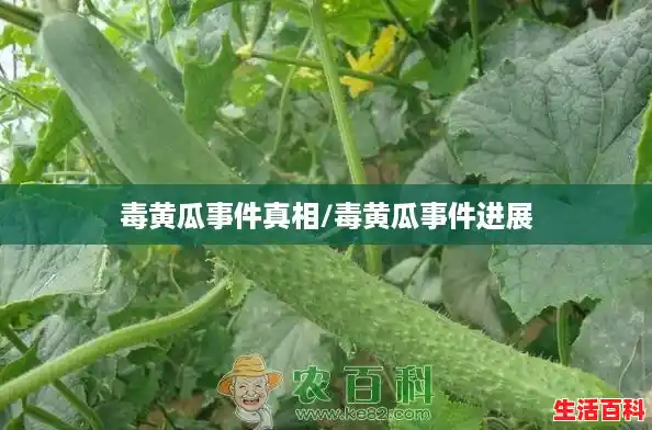 毒黄瓜事件真相/毒黄瓜事件进展 毒黄瓜事件真相/毒黄瓜事件进展