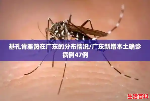 基孔肯雅热在广东的分布情况/广东新增本土确诊病例47例