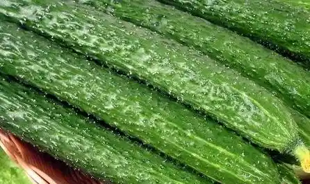 29号从北京西城区返回固安县需要什么手序？（北京新发地市场开始营业了吗）