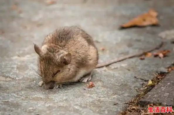 【海马苹果助手图标删除不掉的解决方法，海马手机助手ios】