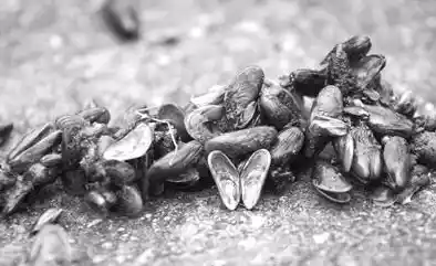 男子手机掉入西湖40分钟还能用,手机进水后的“急救措施”有哪些?_百...,手机进水急救方法