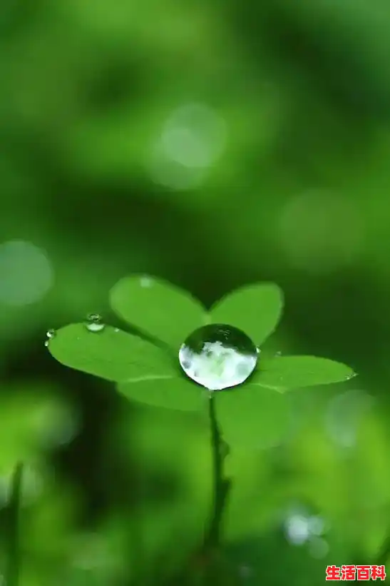 【高清绿色护眼手机壁纸图片大全，手机墙纸大全过年】